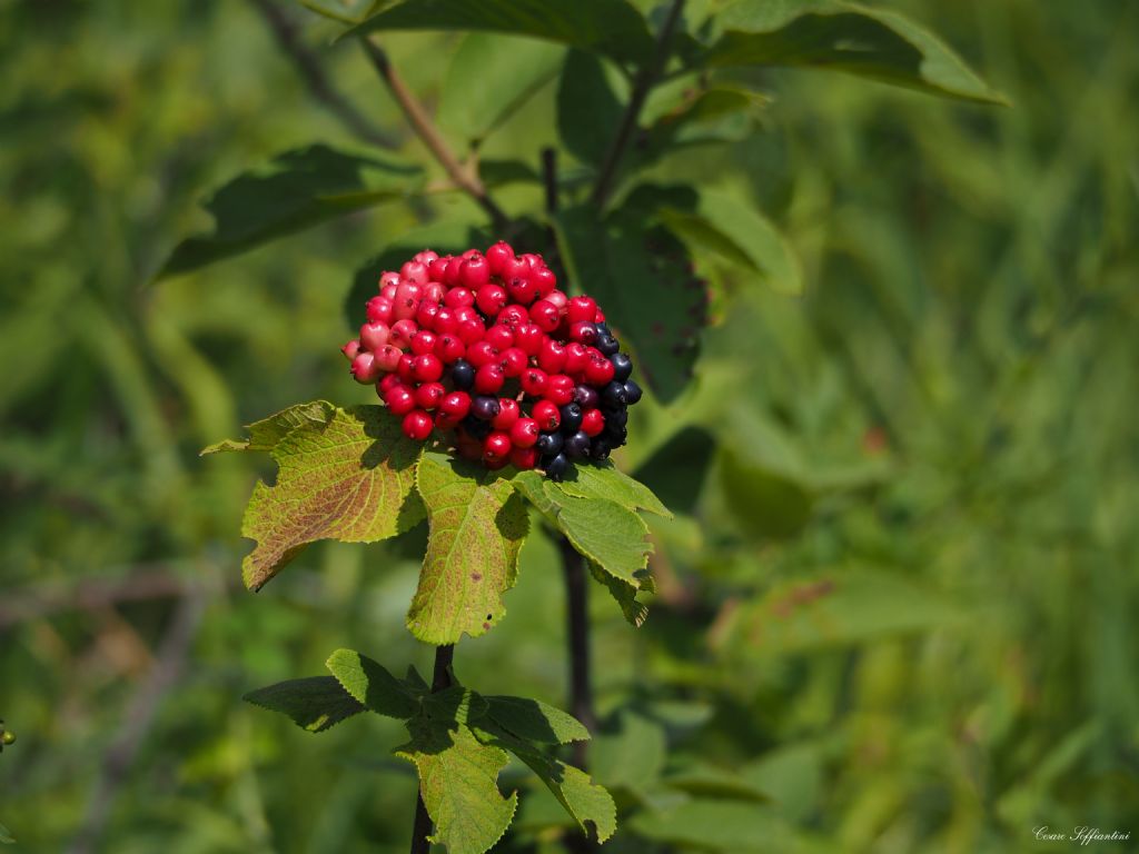 Bacche a grappolo - Viburnum lantana